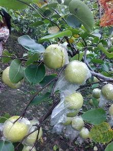 苏北医院吃瓜,揭秘背后真相与争议 第1张 苏北医院吃瓜,揭秘背后真相与争议 第1张